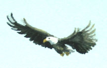 Barker eagle detail